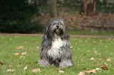 TERRIER DU TIBET 400